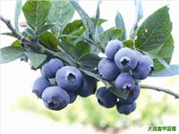 蓝莓,大连蓝莓种植,富甲蓝莓