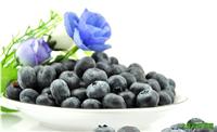 富甲蓝莓/大连蓝莓/大连蓝莓庄园