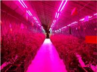 多肉蔬菜LED植物生长灯补光灯泡厂家直销