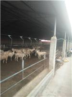 邢台市牛养殖