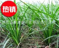 云南绿化麦冬草批发|细叶麦冬草生产种植基地