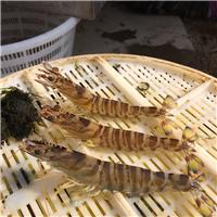 山东威海乳山海虾的养殖技术