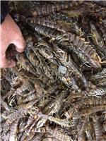 山东威海乳山海虾的营养价值