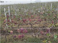 种植葡萄