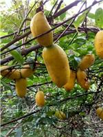 特色水果九月黄金蕉批发价格 较新五叶木通苗木供应
