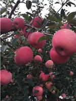 山东烟台蓬莱苹果的种植技术