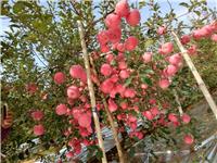 山东烟台蓬莱苹果的果实发育