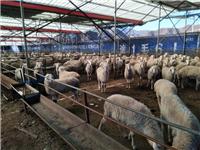 青龙县肥羊销售，青龙县肥羊价格
