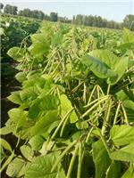 高产绿豆品种|高产绿豆种子|绿豆种子价格