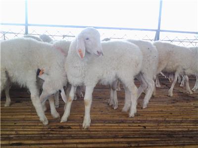供应纯种白头杜泊羊种羊价格杜寒杂交羊怀孕母羊价格
