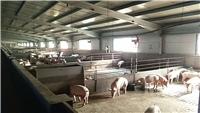 莱芜莱城区猪养殖