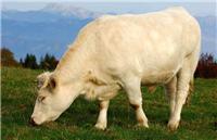 西门塔尔肉牛养殖-专业西门塔尔肉牛养殖