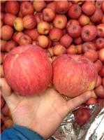 陕西水晶红富士苹果基地产地今日批发价格