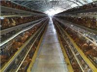赤峰市蛋鸡养殖基地，赤峰市蛋鸡养殖场
