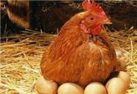 赤峰市蛋鸡销售，赤峰市蛋鸡养殖