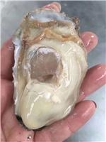 山东威海荣成牡蛎的外形特征
