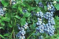 蓝莓,大连**蓝莓营养价值,富甲蓝莓