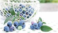 富甲蓝莓/大连蓝莓/大连蓝莓怎么吃