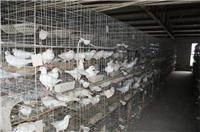 武城县肉鸽养殖