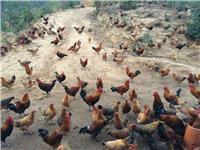 济南市散养鸡养鸡场