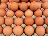 泽山家庭农场鸡蛋销售批发