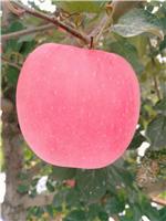 烟台栖霞苹果的减肥作用
