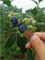 蓝莓的种植技术与知识