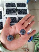 什么品种蓝莓好养