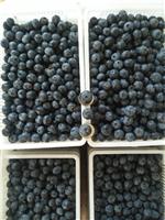 蓝莓一亩地种植多少株