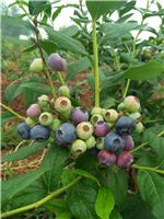 蓝莓用什么土种植