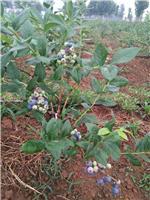 怎样家庭种植蓝莓