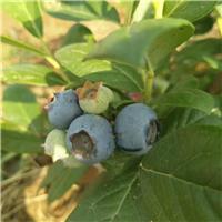 蓝莓适合什么样的环境种植