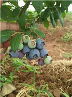 蓝莓的种植技术与管理