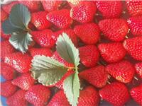 山东烟台福山草莓的保健作用