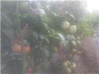 西红柿是哪个季节种的
