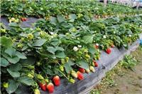 四川草莓,郫县草莓基地,农游天下农业开发