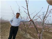 桃树种植间距是多少