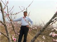 桃树怎么种植维护