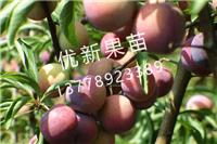 西藏柑橘苗价格-优新果苗繁育场-四川柑橘苗
