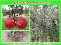 高纯度红蜜脆苹果苗1公分、2公分、3公分价格