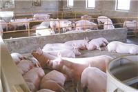 育肥猪怎么养猪养的好 看看优农康养殖户怎么说