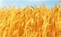小麦的主要品种