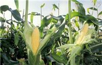 玉米病虫害的防治