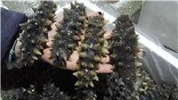 烟台长岛海参的生长繁殖