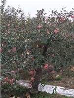 烟台福山苹果种植要求