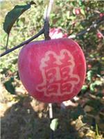 大量批发：红富士苹果 浆水苹果 岗底苹果