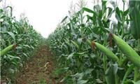 莱芜市莱城区玉米种植