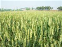 武城县小麦种植基地