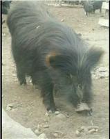 湖南有藏香猪养殖地