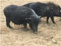 安徽藏香猪肉批发一斤